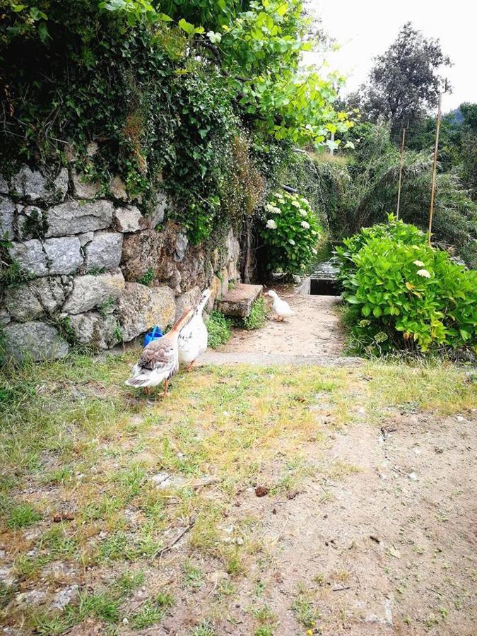Covelas  Casa Do Palheiroヴィラ エクステリア 写真